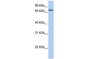 ZNF548 antibody used at 0. (ZNF548 Antikörper  (N-Term))