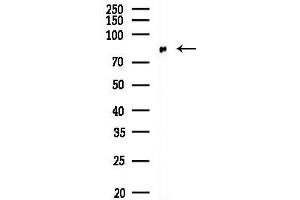 anti-rho Guanine Nucleotide Exchange Factor (GEF) 19 (ARHGEF19) (N-Term) antibody