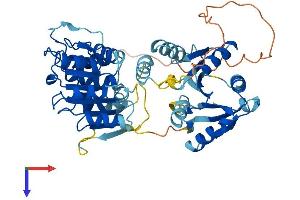 DDX25 Protein (AA 1-484) (His tag)