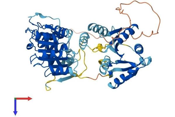 DDX25 Protein (AA 1-484) (His tag)