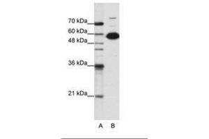 Image no. 3 for anti-Non-POU Domain Containing, Octamer-Binding (NONO) (C-Term) antibody (ABIN202613)