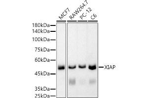 Western blot analysis of extracts of various cell lines, using XIAP antibody (ABIN7271400) at 1:5000 dilution. (XIAP Antikörper)
