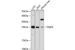 Western blot analysis of extracts of various cell lines, using NQO2 antibody  at 1:3000 dilution. (NQO2 Antikörper  (AA 1-1))