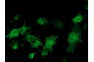 Anti-MGRN1 mouse monoclonal antibody (ABIN2454425) immunofluorescent staining of COS7 cells transiently transfected by pCMV6-ENTRY MGRN1 (RC208284). (Mahogunin RING Finger Protein 1 Antikörper)