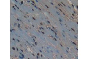 IHC-P analysis of Mouse Tissue, with DAB staining. (ATF3 Antikörper  (AA 1-181))