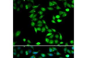 Immunofluorescence analysis of HeLa cells using PDCD6 Polyclonal Antibody (PDCD6 Antikörper)