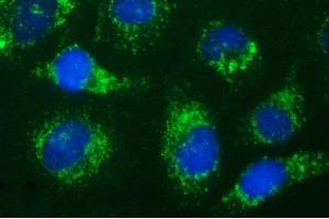 Immunofluorescence (IF) image for anti-Hydroxysteroid (17-Beta) Dehydrogenase 4 (HSD17B4) antibody (ABIN2715564)