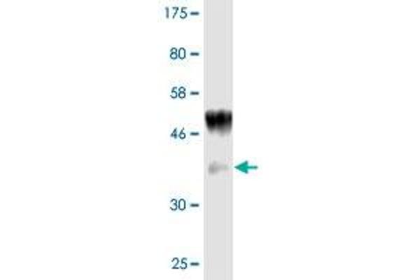 IL1A antibody  (AA 172-271)