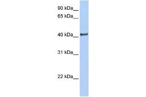 Western Blotting (WB) image for anti-Doublesex and Mab-3 Related Transcription Factor 1 (DMRT1) antibody (ABIN2460120) (DMRT1 Antikörper)