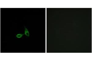 Immunofluorescence analysis of HepG2 cells, using CDH24 Antibody. (Cadherin 24 Antikörper  (AA 81-130))