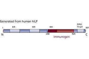 Image no. 3 for anti-X-Linked Inhibitor of Apoptosis (XIAP) (AA 268-426) antibody (ABIN968133) (XIAP Antikörper  (AA 268-426))