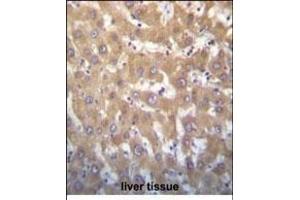 JARID1A Antibody (C-term) (ABIN656192 and ABIN2843346) immunohistochemistry analysis in formalin fixed and paraffin embedded human liver tissue followed by peroxidase conjugation of the secondary antibody and DAB staining. (KDM5A Antikörper  (C-Term))