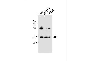 All lanes : Anti-BCKDHB Antibody (N-term) at 1:1000 dilution Lane 1: Hela whole cell lysate Lane 2: 293T/17 whole cell lysate Lane 3: Jurkat whole cell lysate Lysates/proteins at 20 μg per lane. (BCKDHB Antikörper  (N-Term))