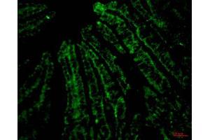 Immunofluorescence (IF) analysis of paraffin-embedded Mouse Colonic tissue. (CD4 Antikörper)