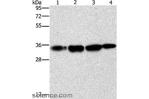 Western blot analysis of Hela cell and human prostate tissue, A172 cell and mouse liver tissue, using NDNL2 Polyclonal Antibody at dilution of 1:1500 (Necdin-Like 2 Antikörper)
