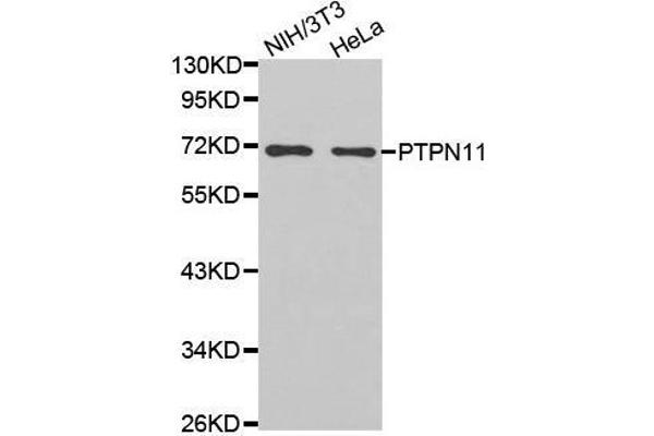 PTPN11 Antikörper  (AA 514-593)