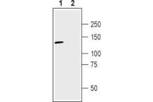 Western blot analysis of human U-87 MG glioma cell line lysate: - 1. (NRP2 Antikörper  (Extracellular, N-Term))