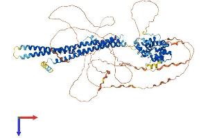 ARHGAP17 Protein (AA 1-846) (His tag)