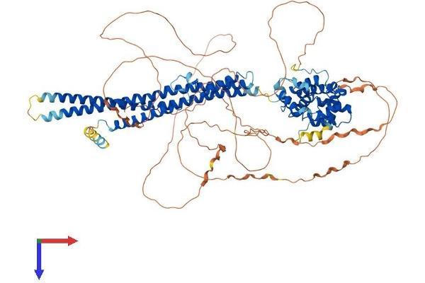 ARHGAP17 Protein (AA 1-846) (His tag)