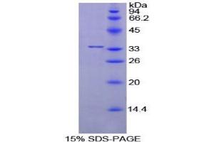 SDS-PAGE analysis of Mouse PPIE Protein. (PPIE Protein)