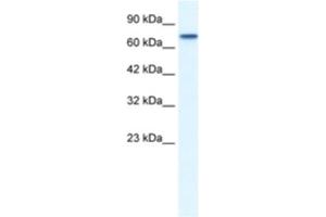 Western Blotting (WB) image for anti-Nuclear Receptor Subfamily 4, Group A, Member 1 (NR4A1) antibody (ABIN2460327) (NR4A1 Antikörper)