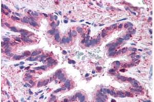 Human Lung, Respiratory Epithelium: Formalin-Fixed, Paraffin-Embedded (FFPE) (MFI2 Antikörper  (N-Term))