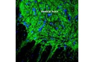 Immunohistochemistry (IHC) image for anti-Solute Carrier Family 17 (Acidic Sugar Transporter), Member 5 (SLC17A5) (AA 479-492), (Intracellular) antibody (ABIN7043679)