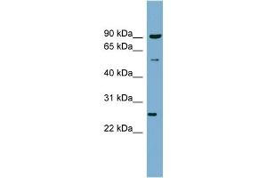 WB Suggested Anti-VAMP7 Antibody Titration:  0.