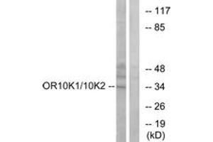 Western blot analysis of extracts from HepG2 cells, using OR10K1/10K2 Antibody. (OR10K1/K2 Antikörper  (AA 56-105))