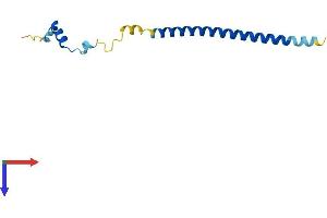 AlphaFold protein structure predicition of Human Recombinant C19orf25 Protein, UniprotID Q9UFG5