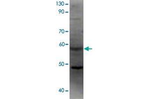 Western blot analysis of recombinant F2rl2 protein using F2rl2 polyclonal antibody . (F2RL2 Antikörper  (AA 31-355))