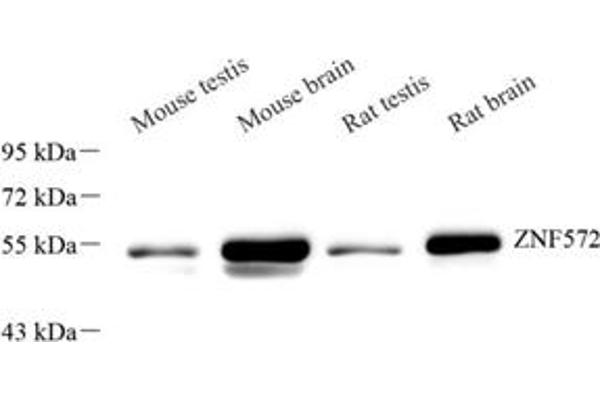 ZNF572 Antikörper
