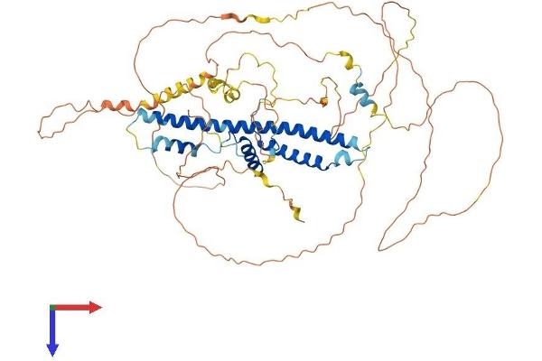 CREBRF Protein (AA 1-639) (His tag)