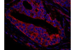 Immunofluorescence (IF) image for anti-CCR4-NOT Transcription Complex, Subunit 3 (CNOT3) (AA 525-575) antibody (ABIN7448941) (CNOT3 Antikörper  (AA 525-575))