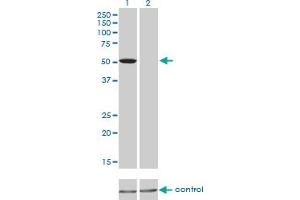 Western blot analysis of TCF7L2 over-expressed 293 cell line, cotransfected with TCF7L2 Validated Chimera RNAi (Lane 2) or non-transfected control (Lane 1). (TCF7L2 Antikörper  (AA 1-455))