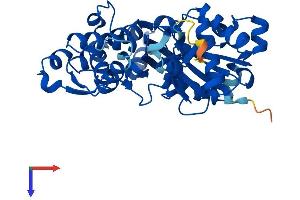 ARPM1 Protein (AA 1-372) (His tag)