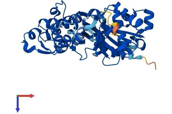 ARPM1 Protein (AA 1-372) (His tag)