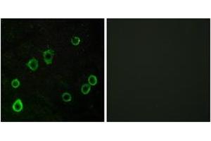 Immunofluorescence analysis of LOVO cells, using ADORA2A Antibody. (Adenosine A2a Receptor Antikörper  (AA 321-370))