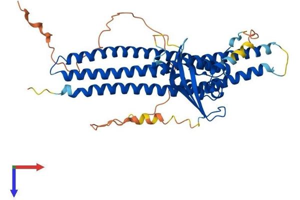 SNX30 Protein (AA 1-437) (His tag)