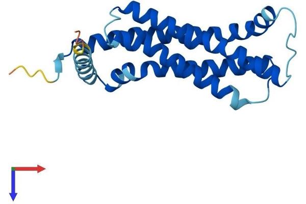 TMEM126A Protein (AA 1-196) (His tag)
