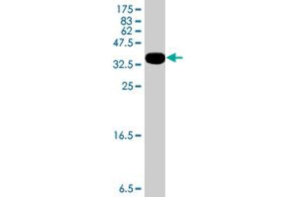 HUWE1 antibody  (AA 4281-4374)
