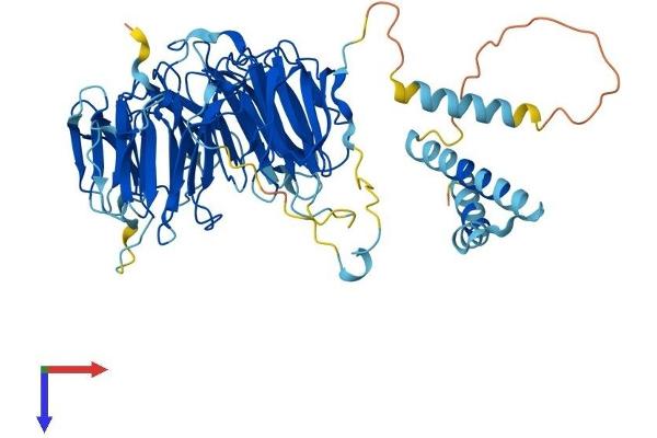 EIF2A Protein (AA 1-585) (His tag)