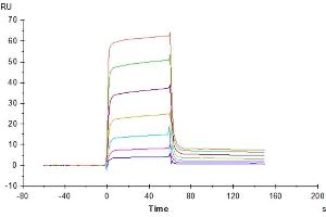 Cynomolgus PVRIG, hFc Tag captured on CM5 Chip via Protein A can bind Human Nectin-2, His Tag with an affinity constant of 0. (PVRIG Protein (AA 41-171) (Fc Tag))