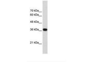 Image no. 1 for anti-PC4 and SFRS1 Interacting Protein 1 (PSIP1) (AA 85-134) antibody (ABIN203293) (PSIP1 Antikörper  (AA 85-134))