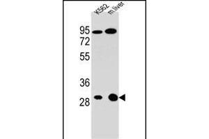 ETFA Antibody (C-term) (ABIN655079 and ABIN2844711) western blot analysis in K562 cell line and mouse liver tissue lysates (35 μg/lane).