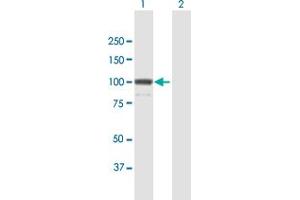Western Blot analysis of KIF23 expression in transfected 293T cell line by KIF23 MaxPab polyclonal antibody. (KIF23 Antikörper  (AA 1-856))