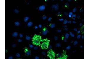 Anti-DAND5 mouse monoclonal antibody (ABIN2455143) immunofluorescent staining of COS7 cells transiently transfected by pCMV6-ENTRY DAND5 (RC221703). (DAND5 Antikörper  (AA 23-189))
