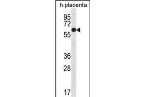 GLCCI1 Antibody (Center) (ABIN656789 and ABIN2846008) western blot analysis in human placenta tissue lysates (35 μg/lane). (GLCCI1 Antikörper  (AA 226-255))