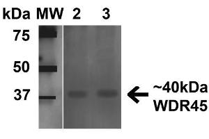 Western blot analysis of Human 293Trap cell lysates showing detection of 40 kDa WDR45 protein using Rabbit Anti-WDR45 Polyclonal Antibody . (WDR45 Antikörper  (AA 312-322) (Biotin))