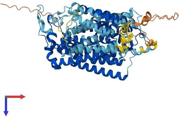 SLC5A2 Protein (AA 1-672) (His tag)
